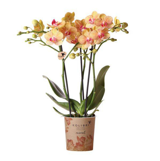 orange Phalaenopsis Orchid Topfgröße Ø9cm | Jamaica | blühende Zimmerpflanze - frisch vom Züchter - Oasis of Life