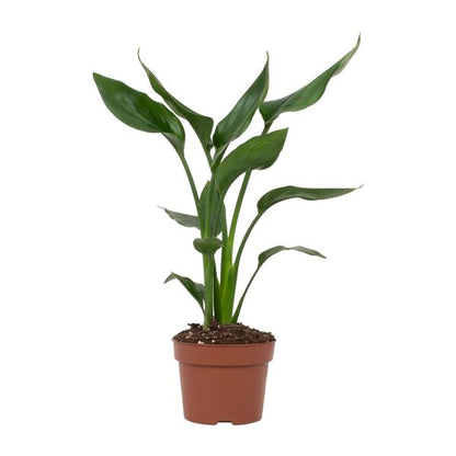 Strelitzia Reginae - Paradiesvogelblume - Zimmerpflanze - Ø12cm - ↕35cm