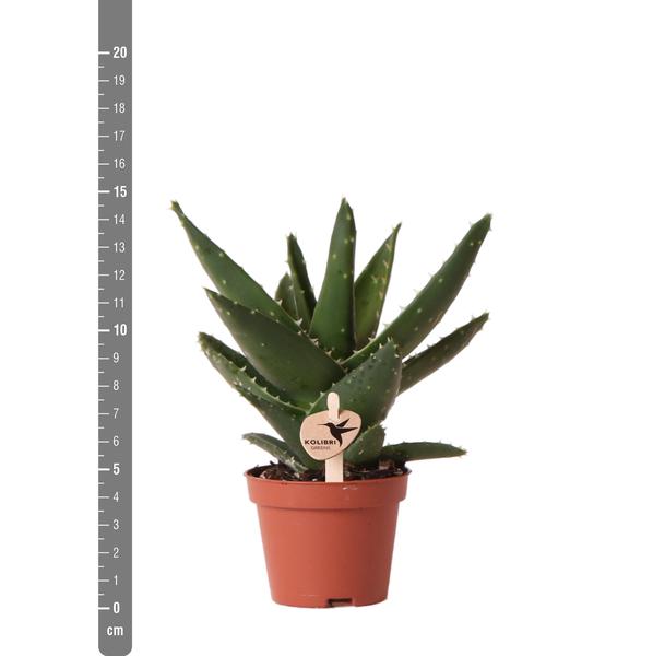 Grünpflanze - Sukkulente Aloe Brevifolia - Töpfe Ø6cm - grüne Zimmerpflanze - frisch aus der Gärtnerei - Oasis of Life