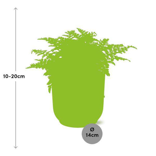 Nestfarn Asplenium Parvati – Zimmerpflanze inkl. Ziertopf Vibes Fold Gelb Ø14cm – Pflegeleichte luftreinigende Farnpflanze – Für Wohnzimmer, Schlafzimmer & Büro 