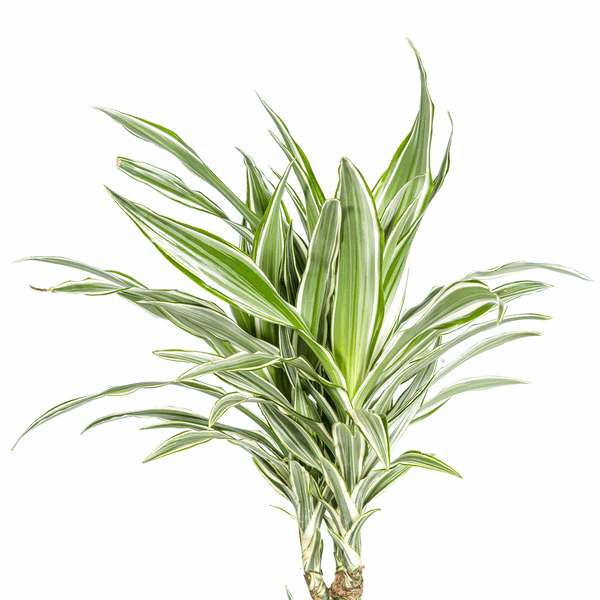 Dracaena Deremensis White Stripe – Drachenbaum – Ø24cm – ↕130-150cm – Elegante Zimmerpflanze mit weißen Blattstreifen – Pflegeleicht & luftreinigend 
