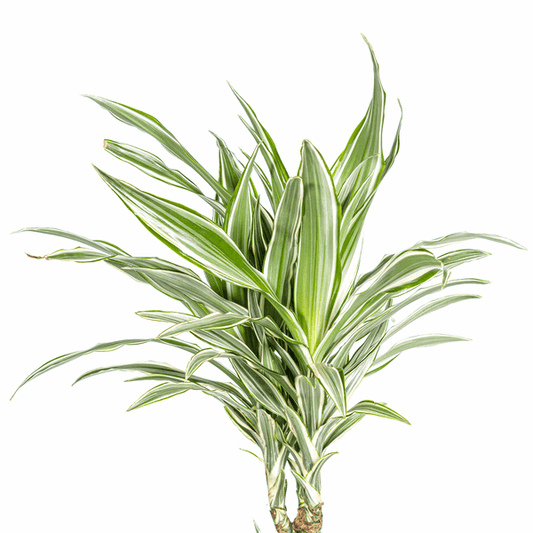Dracaena Deremensis Weißer Streifen Ø24cm - ↕130 - 150cm