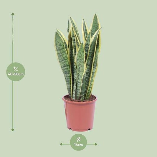 Sansevieria Trifasciata Laurentii - Ø14cm - ↕40cm - Oasis of Life