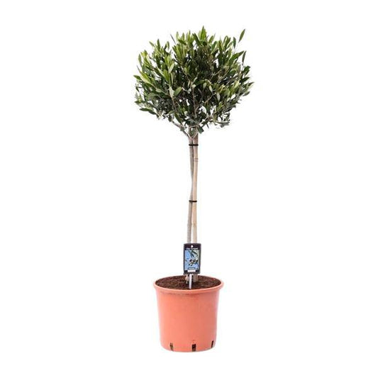 Olivenbaum - Olea Olijf - Zimmerpflanze - Ø22cm - ↕100cm