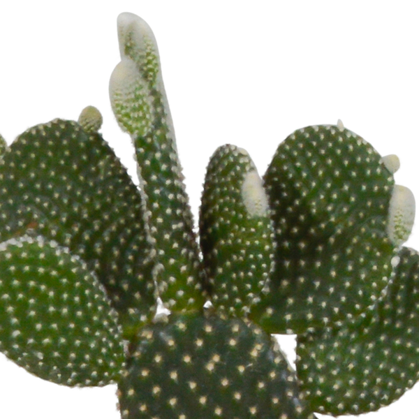 Kakteen Mix - 10,5 cm - 3 Stück - Zimmerpflanze - im Terrakotta-Topf 
