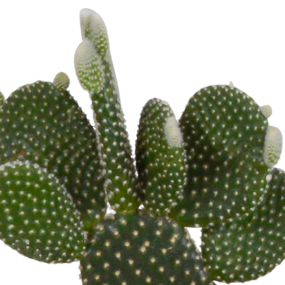 Kakteen Mix - 10,5 cm - 3 Stück - Zimmerpflanze - im Terrakotta-Topf 