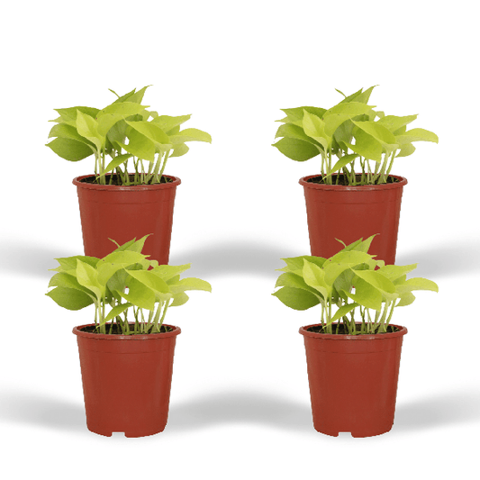 Efeutute - Epipremnum Golden Pothos Scindapsus - Zimmerpflanze - Ø12cm - ↕15cm - 4 Stück 