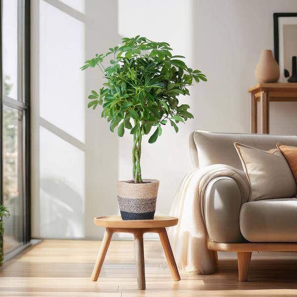 Schefflera Arb Nora – Birkenfeige – Zimmerpflanze + Korb Lissabon Schwarz – ↕70cm – Ø21cm – Handförmige Blätter – Kletterpflanze für Innenräume – Pflegeleicht & dekorativ 