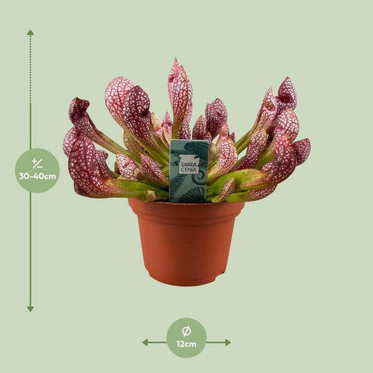 Schlauchpflanze - Sarracenia Scarlet Belle - Zimmerpflanze - Ø12cm - ↕40cm 