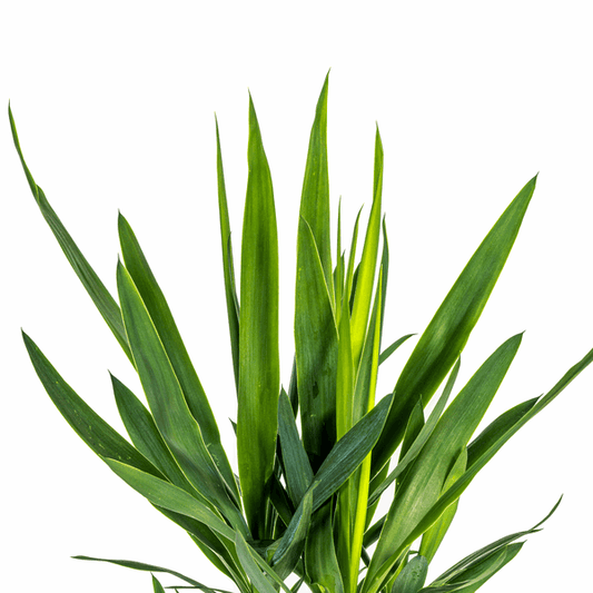 Yucca Elephantipes – Riesen-Palmlilie – Zimmerpflanze Ø19cm ↕70-90cm – Robust & pflegeleicht – Exotisch & dekorativ 