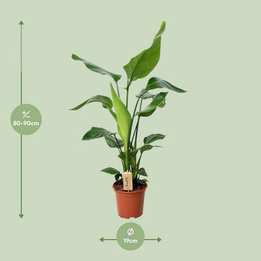 Baum-Strelitzie - Strelitzia Nicolai - Zimmerpflanze - Ø19cm - ↕90cm 
