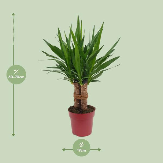 Riesen-Palmlilie – Yucca „Tres Cañas“ mehrstielig – Zimmerpflanze 70cm – Ø19cm – Immergrüne Grünpflanze mit schwertförmigen Blättern – Exotische & pflegeleichte Yucca für Wohnzimmer, Büro & Wintergarten 