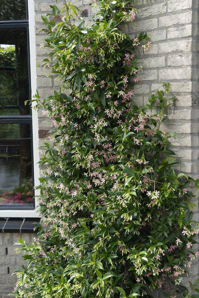Sternjasmin Trachelospermum – Duftende Kletterpflanzen-Mischung – 3er-Set – ca. 65cm hoch im Ø15cm – Immergrün & winterhart – Für Garten, Terrasse & Balkon