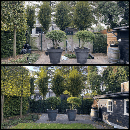 Hedera Hibernica - Efeu - Fertighecke - ↨150cm