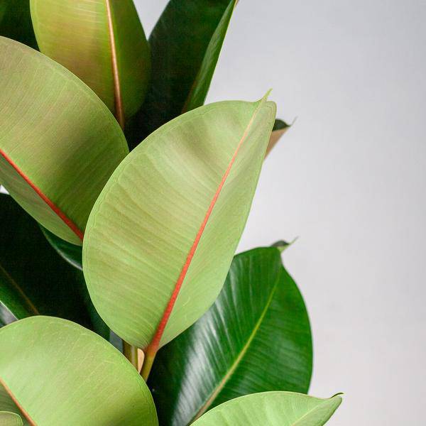 Ficus Elastica Robusta – Gummibaum – Zimmerpflanze – ca. 90 cm – Ø27 cm – In Pflanzkorb Torun – Pflegeleicht & dekorativ 