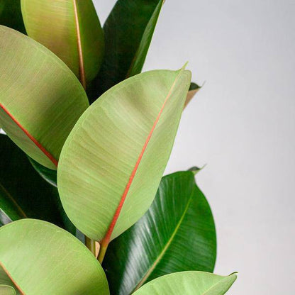 Ficus Elastica Robusta – Gummibaum – Zimmerpflanze – ca. 90 cm – Ø27 cm – In Pflanzkorb Torun – Pflegeleicht & dekorativ 