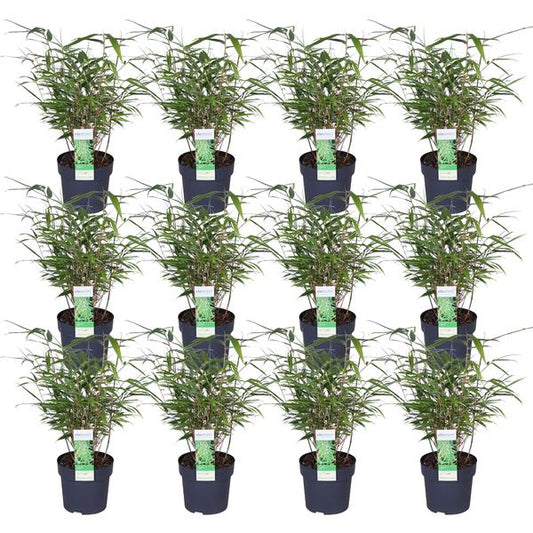 Schirmbambus Fargesia rufa – 12er-Set – ca. 40cm hoch Ø14cm – Kompakter, nicht wuchernder Bambus – Für Garten, Sichtschutz & Kübel 