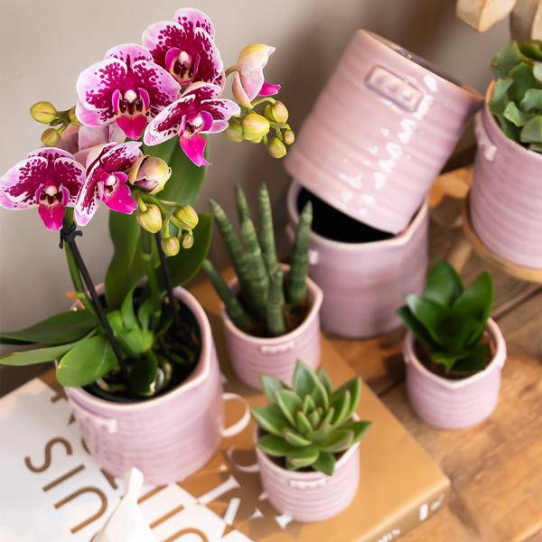 Kolibri Orchids | Rosa lilac Phalaenopsis Orchid - El Salvador - Topfgröße Ø9cm | blühende Zimmerpflanze - frisch vom Züchter - Oasis of Life