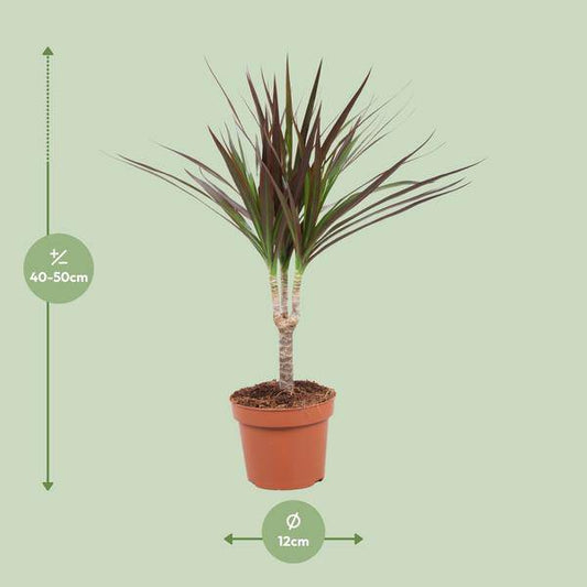 Drachenbaum - Dracaena Magenta - Zimmerpflanze - Ø12cm - ↕50cm 