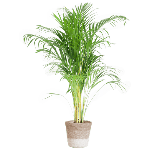 Areca-Palme Dypsis - Goldfruchtpalme - ↕100cm - Ø21cm + Korb Lissabon Weiß