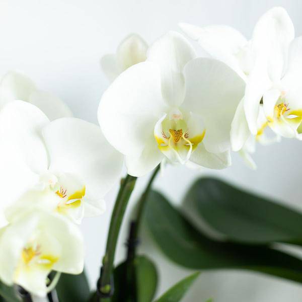 Kolibri Orchids | Weiße Phalaenopsis Orchidee Topfgröße - Juwel Gent - Topfgröße Ø12cm | blühende Zimmerpflanze - frisch vom Züchter - Oasis of Life