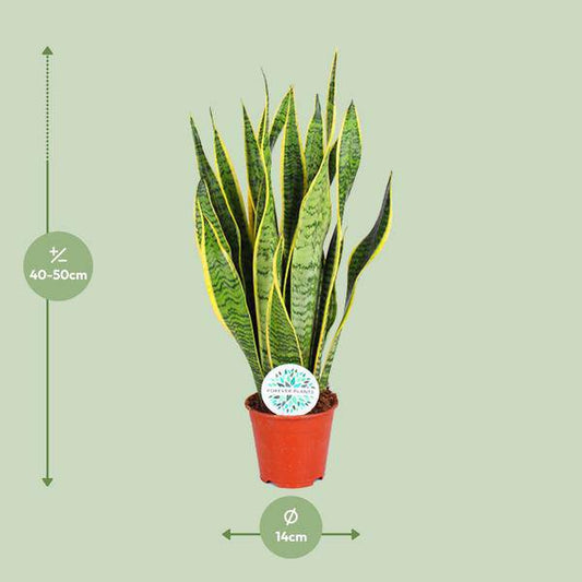 Bogenhanf – Sansevieria Trifasciata Laurentii – Zimmerpflanze – Ø14cm – ca. 50cm hoch – Luftreinigend & extrem pflegeleicht 
