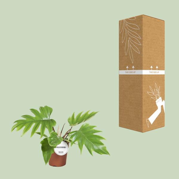 Baumfreund - Philodendron Mayoi - Zimmerpflanze - Ø15cm - ↕35cm
