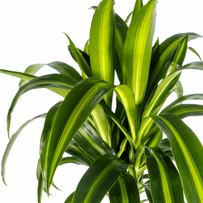 Dracaena Deremensis Hawaiianischer Sonnenschein Ø24cm - ↕130 - 150cm