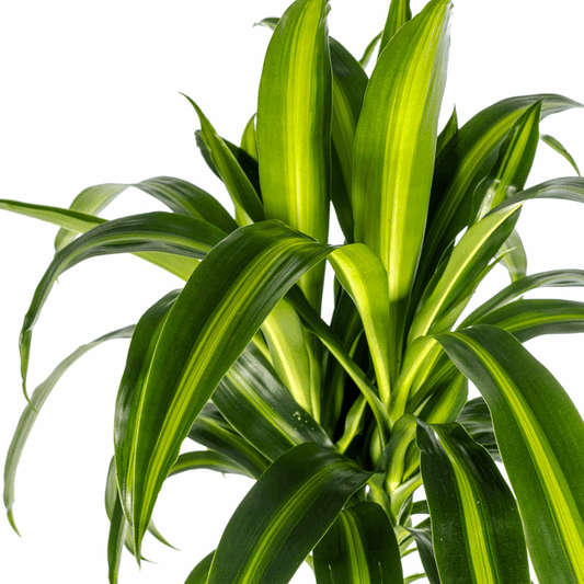Dracaena Deremensis Hawaiianischer Sonnenschein Ø24cm - ↕130 - 150cm