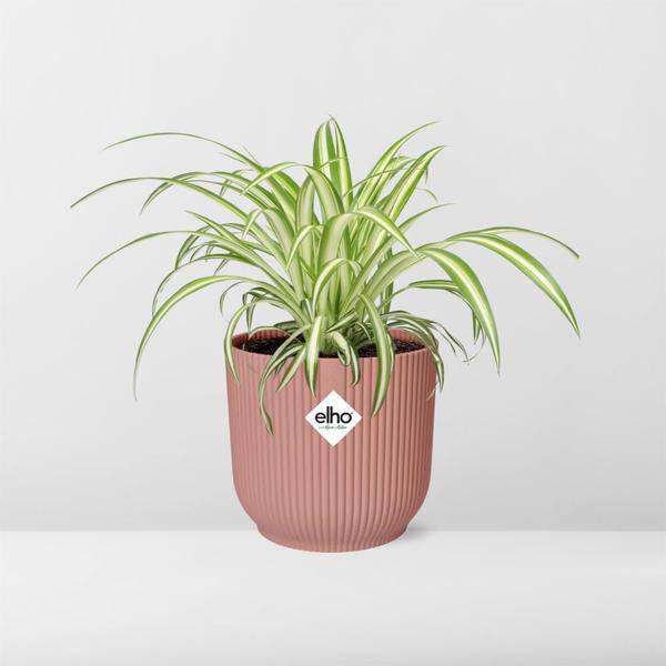 Grünlilie - Chlorophytum Comosum Variegatum - Zimmerpflanze + Topf Vibes Fold 14cm Rosa