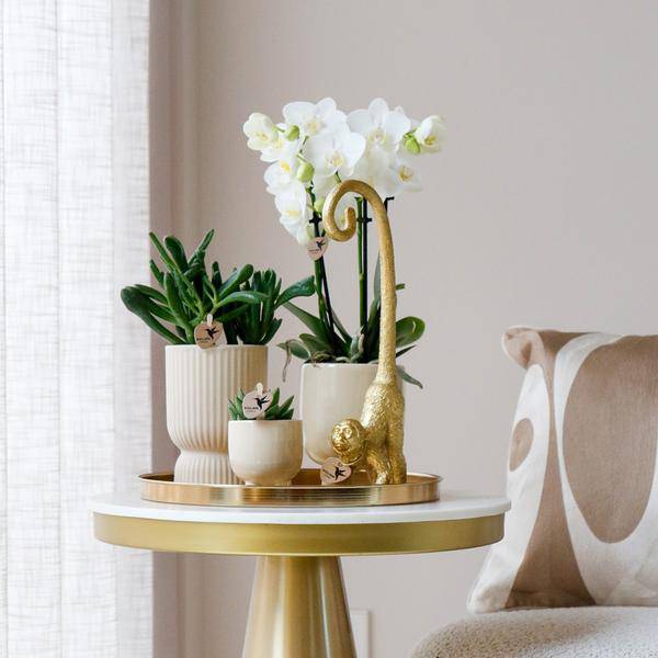 Komplettes Pflanzenset Luxury Living | Grünpflanzen mit weißer Phalaenopsis-Orchidee inkl. Keramik-Ziertöpfe und Zubehör - Oasis of Life