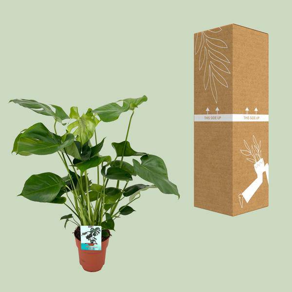 Monstera Deliciosa - Ø19cm - ↕60cm - Oasis of Life