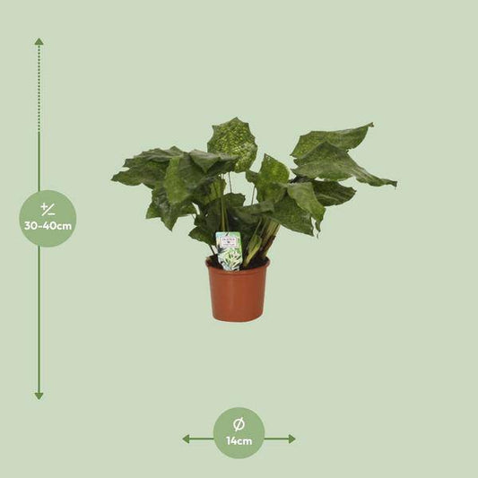 Calathea Network - Pfauenpflanze - Ø14cm - ↕30cm - Oasis of Life