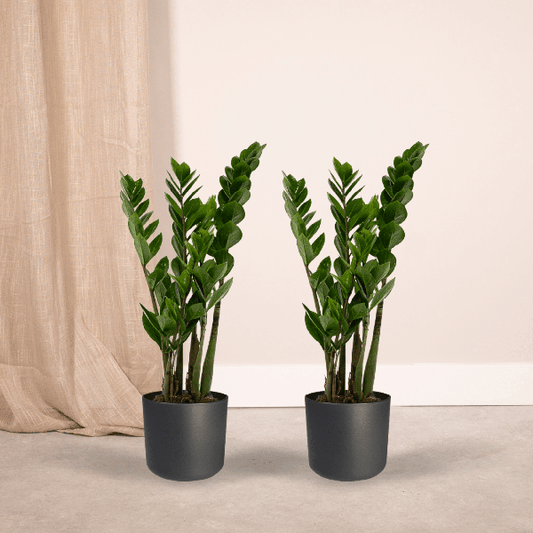 Glücksfeder - Zamioculcas Zamiifolia - Smaragdpalme - 50cm - ø14cm - 2 Stück 