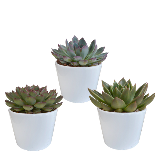 Steinrose - Echeveria - Mix - 10,5 cm - 3 Stück - im weißen Topf 