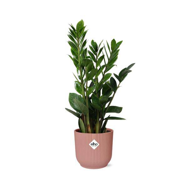 Glücksfeder - Zamioculcas - Zimmerpflanze - 45-50cm + Topf Vibes Fold 14cm Rosa