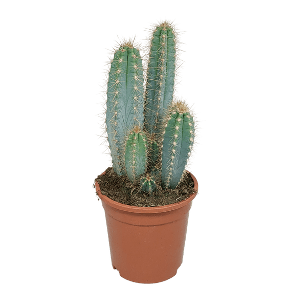 Säulenkaktus - Pilosocereus azureus - 17cm - Kaktus