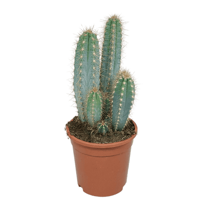 Säulenkaktus - Pilosocereus azureus - 17cm - Kaktus