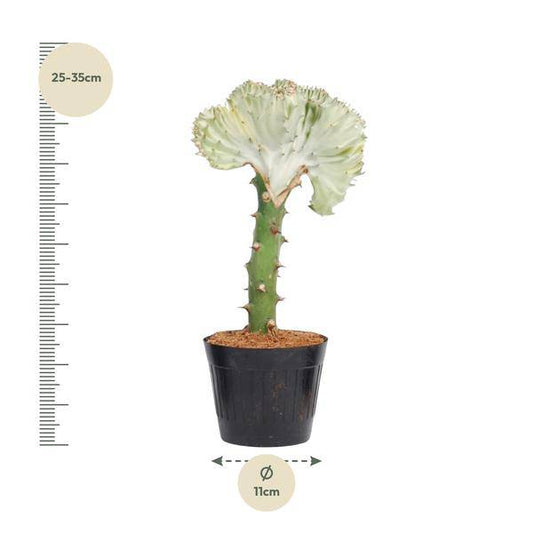 Euphorbia lactea Cristata Weiß – Drachenknochenkaktus – Sukkulente Zimmerpflanze – Exotische Rarität – Pflegeleicht – ↕30cm – Ø10,5cm 