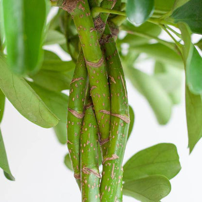 Schefflera Arboricola Nora – Birkenfeige – Zimmerpflanze + Topf Viber Weiß – ↕70cm – Ø21cm – Handförmige Blätter – Pflegeleicht & dekorativ 