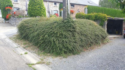 Teppichmispel Cotoneaster suec. 'Coral Beauty' – ↕10-25cm – Ø9cm – 20 Pflanzen – Bodendecker & niedrige Hecke – Winterhart – pflegeleicht