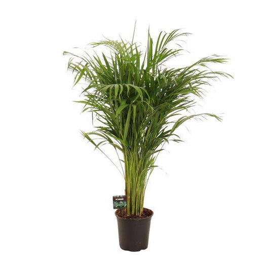 Goldfruchtpalme Dypsis lutescens – Bambuspalme Zimmerpflanze – Ø21cm – ca. 110cm hoch – Luftreinigend & pflegeleicht – Für halbschattige Innenräume 
