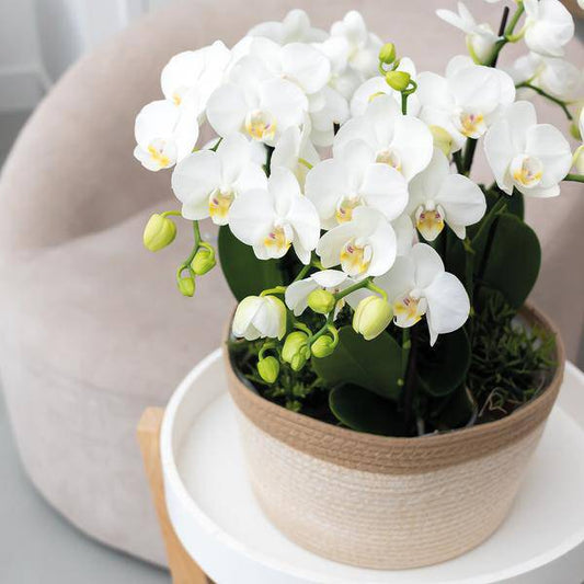 Schilfkorbschale Weiß – Ø30cm – Dekorativer Weidentopf aus Baumwollgeflecht – Handgefertigt – Für Orchideen & Grünpflanzen – Natur-Look mit weißen Details 