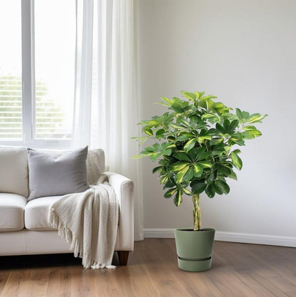 Strahlenaralie - Schefflera Arboricola Gold Capella - Zimmerpflanze - Ø19cm - ↕75cm