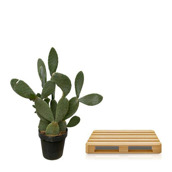 Opuntia Ficus Indica - Feigenkaktus - Zimmerpflanze - ↕140 cm - Ø50cm