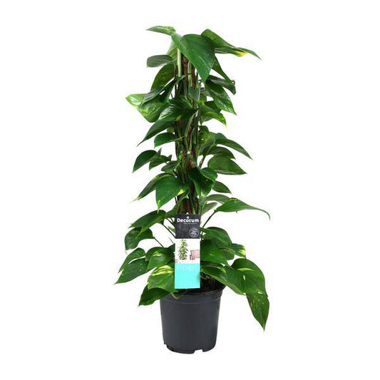 Efeutute - Scindapsus Epipremnum - Zimmerpflanze - Ø19cm - ↕80cm 