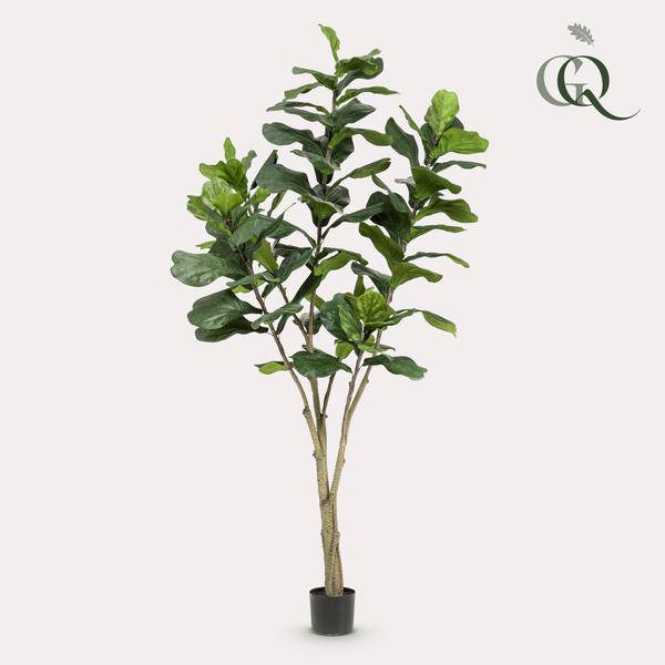 Ficus Lyrara - Tabakpflanze - Zimmerpflanze - Kunstpflanze - ↕210cm