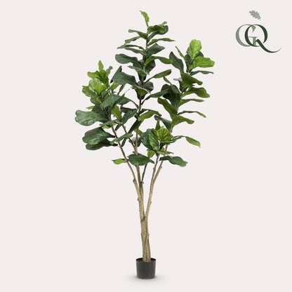 Ficus Lyrara - Tabakpflanze - Zimmerpflanze - Kunstpflanze - ↕210cm