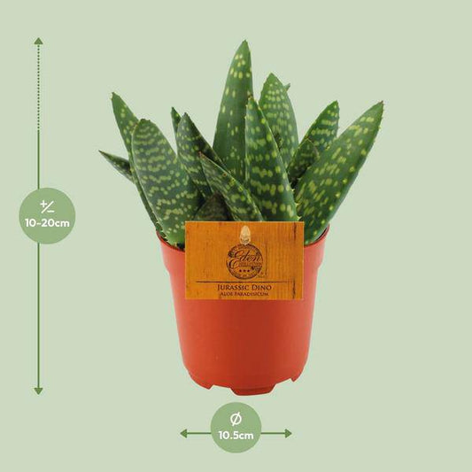 Sukkulente Aloe Paradisicum – Zimmerpflanze – Ø10,5 cm Topf – Ca. 15 cm hoch – Pflegeleichte & dekorative Aloe für sonnige Innenräume – Gesund & elegant – Fabien Pflanzen 