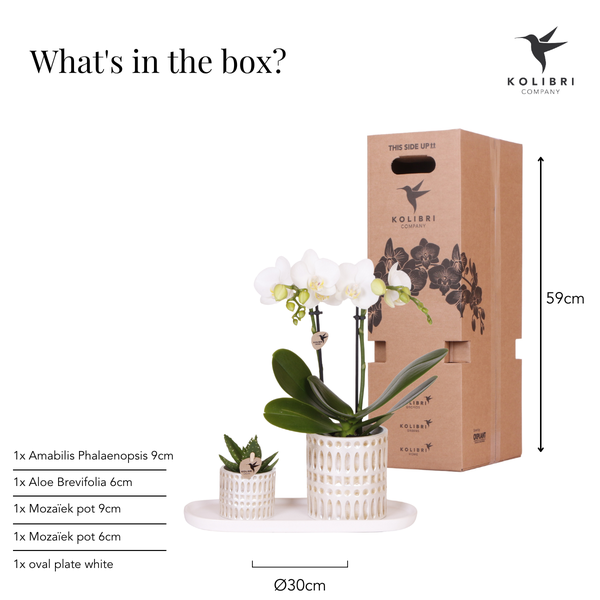Pflanzenset Weiße Phalaenopsis Orchidee Amabilis & Sukkulente – Keramiktöpfe Mosaik – Auf cremefarbenem organischem Tablett – Elegante Deko für Wohnraum & Büro 